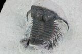 Bargain, Cyphaspides Trilobite - #100373-3